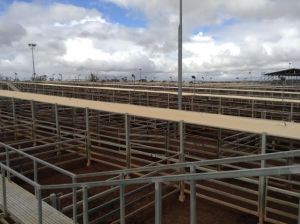 roma sale yards