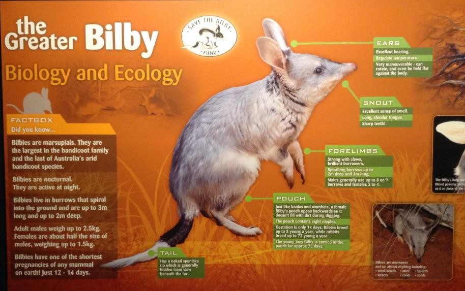 bilby2